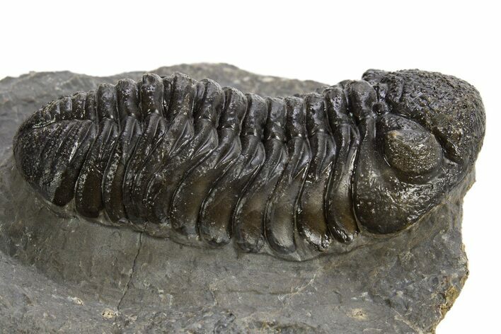 Detailed Morocops Trilobite - Morocco #325994
